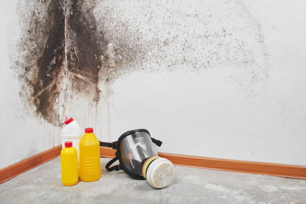 Best Attic Mold Removal  in Kennewick, WA