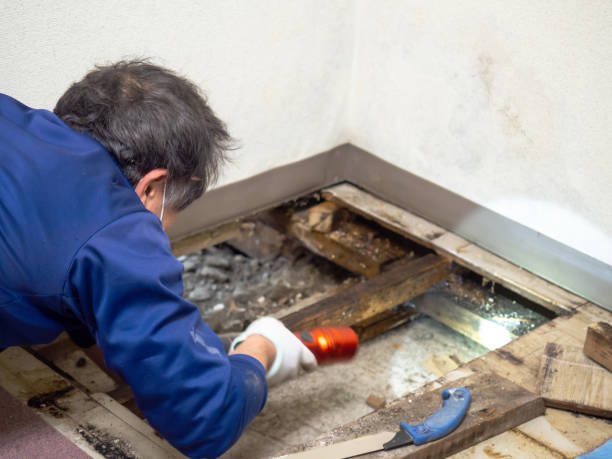 Best Residential Mold Removal  in Kennewick, WA