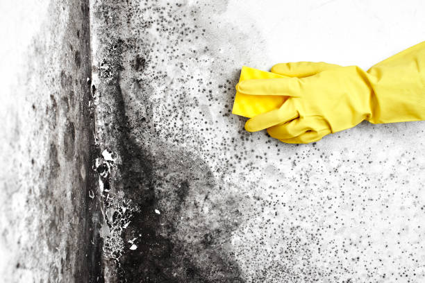 Best Mold Damage Repair  in Kennewick, WA