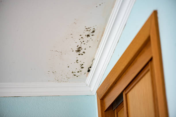 Best Office Mold Removal Services  in Kennewick, WA