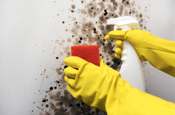 Best Commercial Mold Removal  in Kennewick, WA