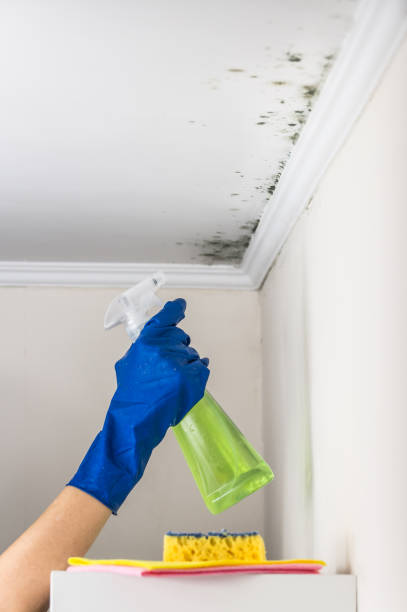 Best Affordable Mold Removal  in Kennewick, WA