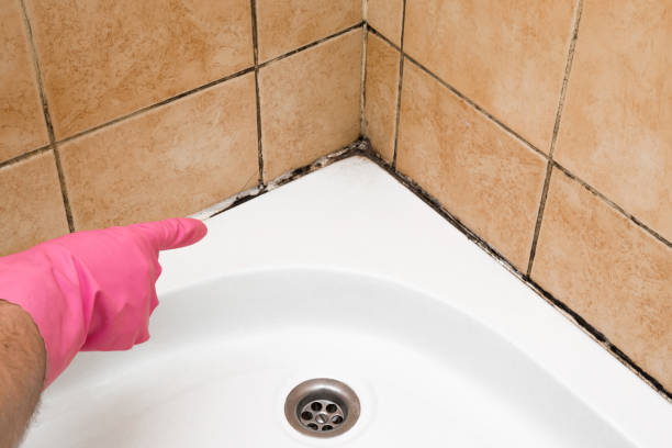 Best Mold Removal Company Near Me  in Kennewick, WA
