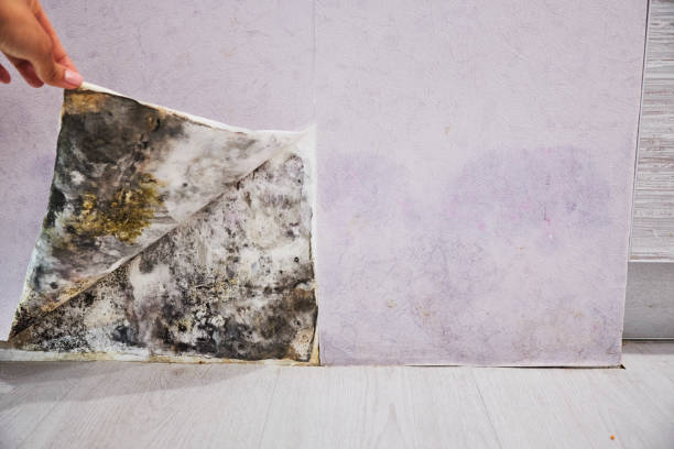 Home Mold Removal in Kennewick, WA